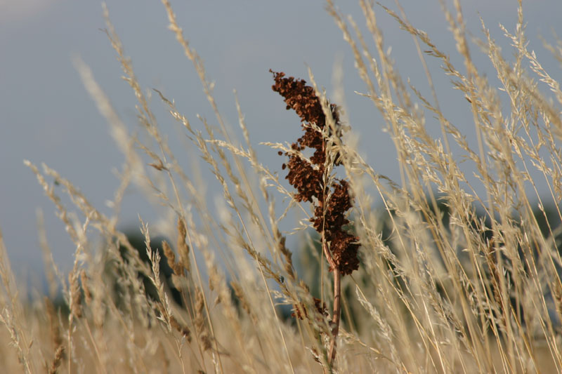 spotting_lzib-20120629_oblast-20120706_05