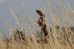 spotting_lzib-20120629_oblast-20120706_05